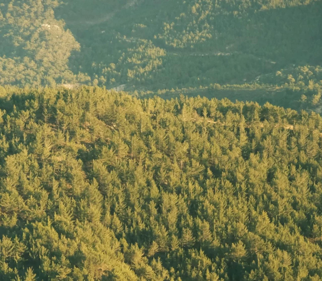 foret