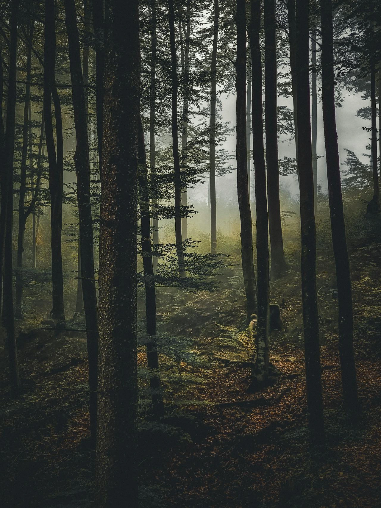 forêt-investissement forêt-investissement